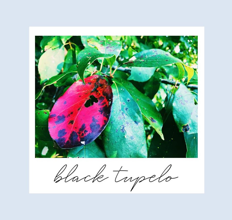 Black tupelo leaves